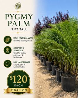 🌴 Pygmy Palms 🌴
