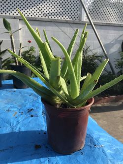 Succulents and Aloe Vera plants
