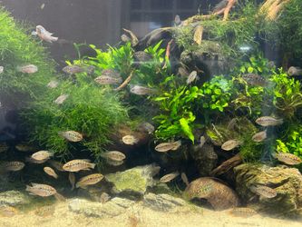 Aquarium Moss