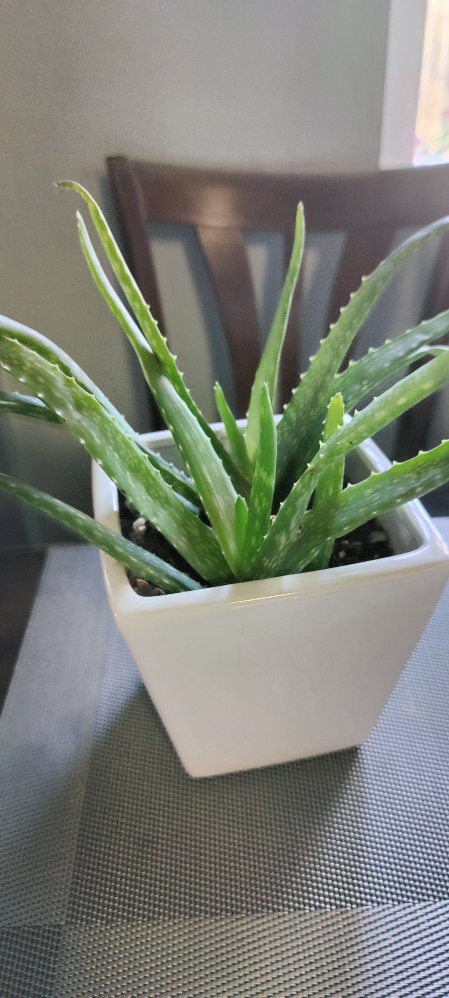 Aloe Chinensis In 6 Inches Ceramic Pot