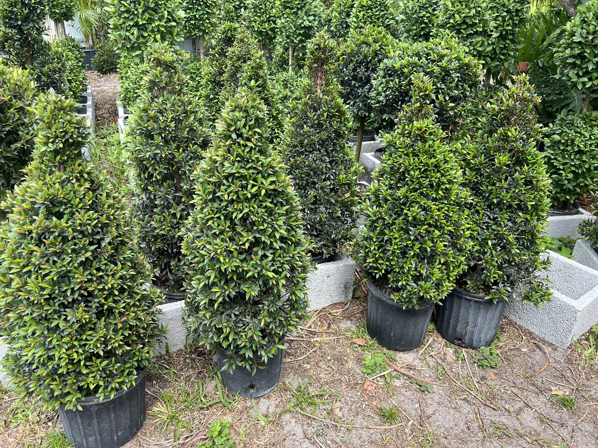 Small Cone Topiary In 3 gls Pot. SPECIAL PRICE 🤩