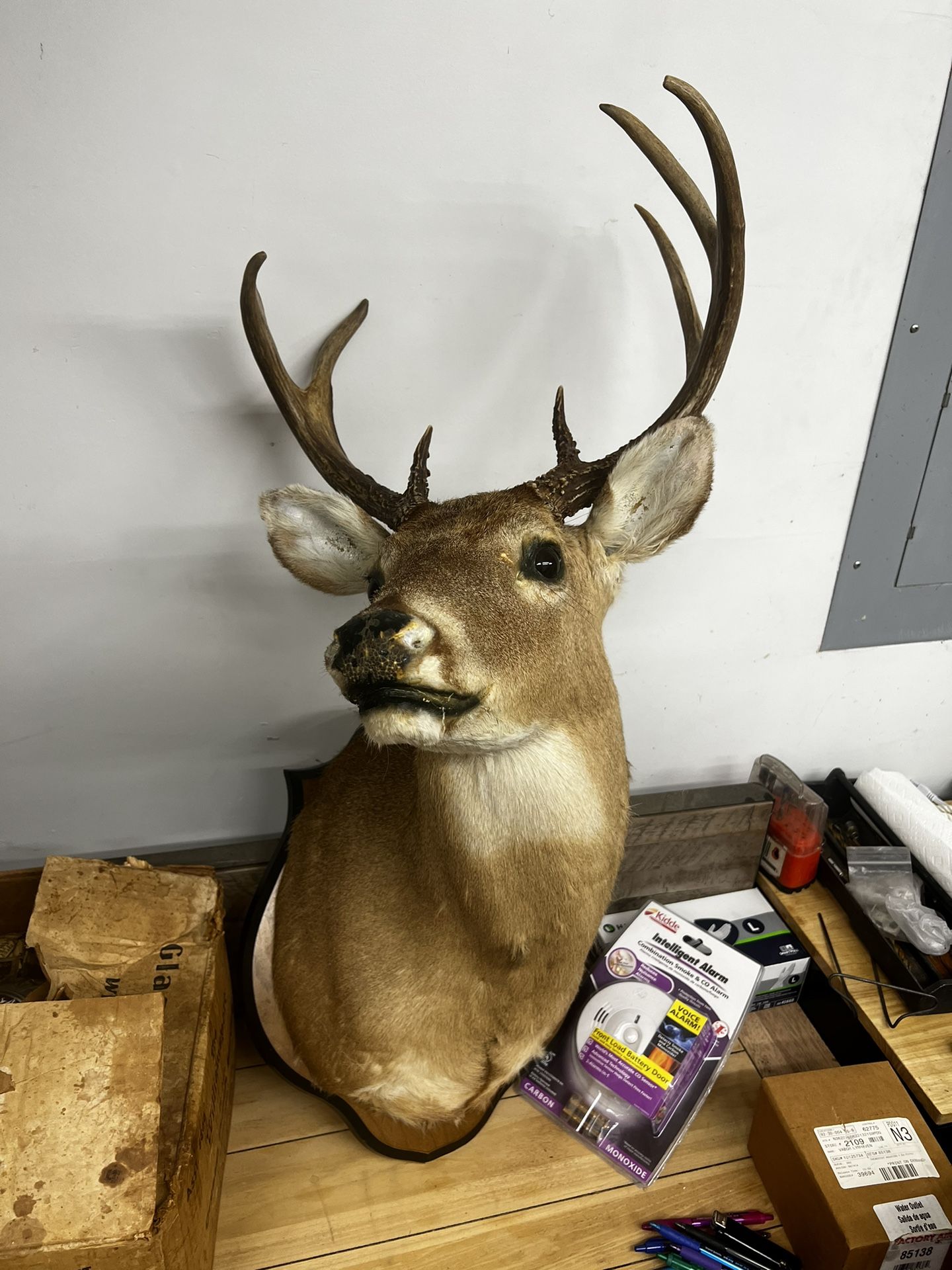 Deer Head Mount Taxidermy - Hunting