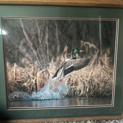 Mallard Print