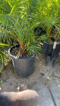 Pygma Date Palm