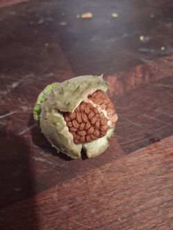Yellow Angel Ttumpet Seeds