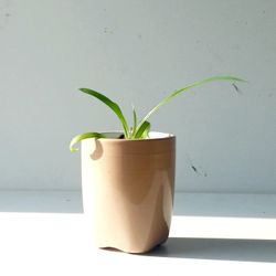 Global Green Spider Plant/ Indoor Plant/ House Plant Flower Patio Garden 