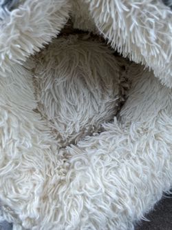 Cat/puppy bed