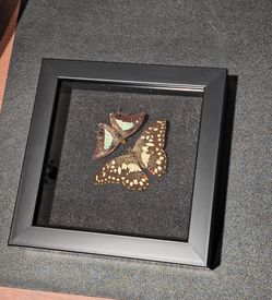 Framed butterflies