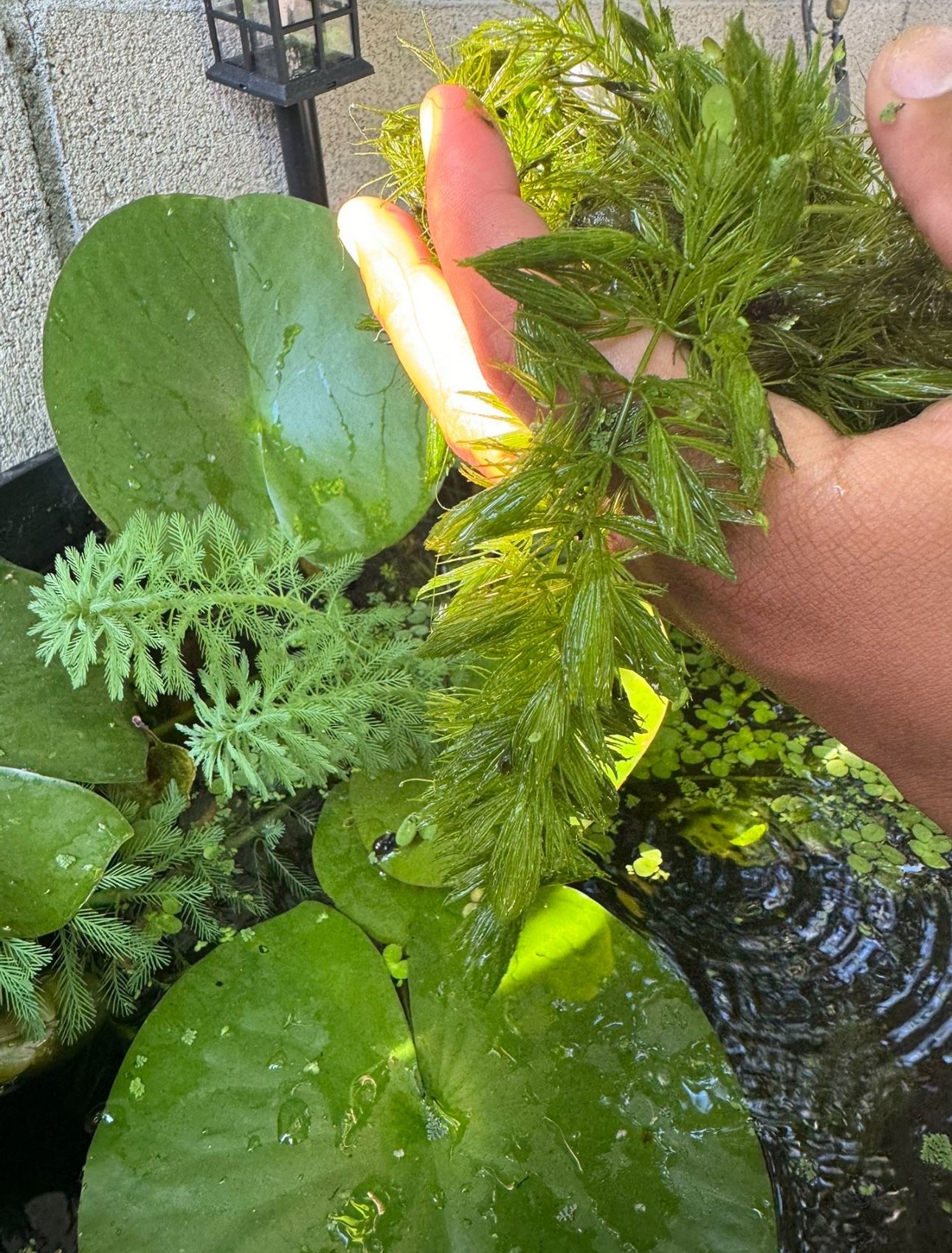 Hornwort Aquarium Plant
