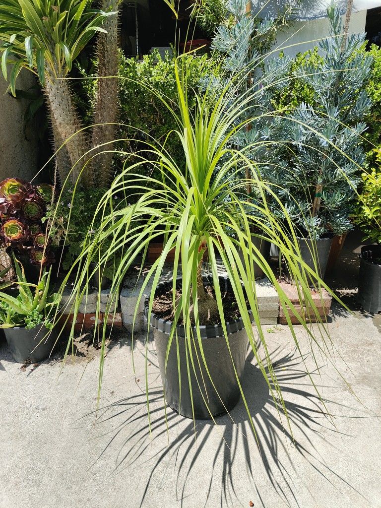 Ponytail Palms