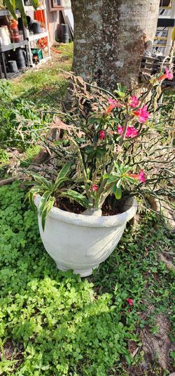 Desert Rose Plus Succulents 