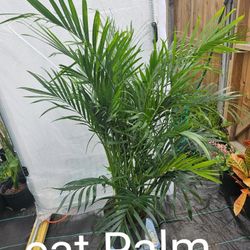 Cat Palm 