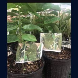 Soursop Graviola Guanabana Annona Muricata 1 Gallon Seedling Plant Tree Fully Grown