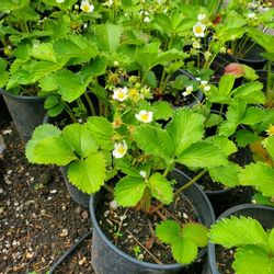 Mt Hood Strawberry Plants 