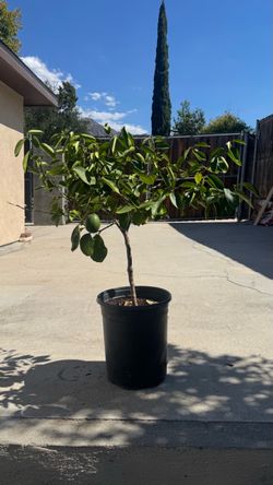 Meyer lemon tree with fruit
