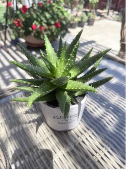 Aloe vera plant in decorative pot