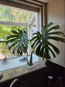 Monstera deliciosa- $20