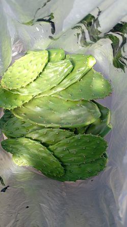 Kikirikis