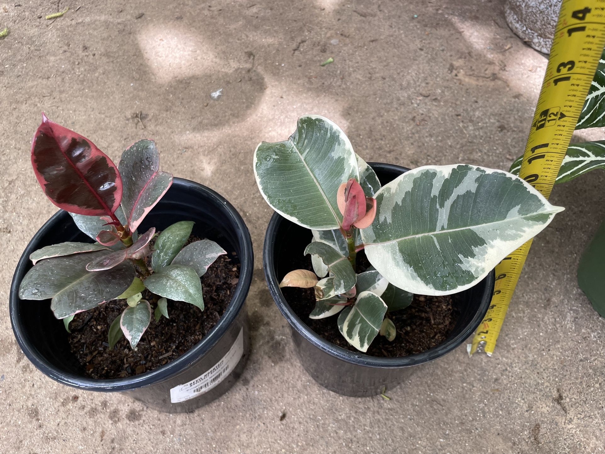 One Gallon (6.5” Pot) Tineke Rubber Plant, Ruby Rubber Plant, Multiple Plants In Each Pot, Now$15each/reg.$20each Or 2 For $25; 95820