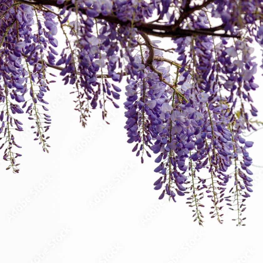 Wisteria Vine Seeds