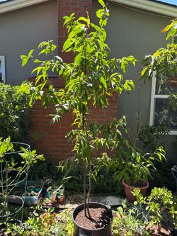 Peach Tree
