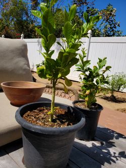 Lemon plants
