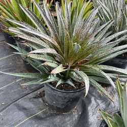 Succulents Aloes, Agave’s 