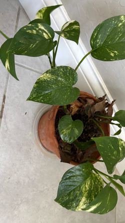Sales of flowers and plants moving sell