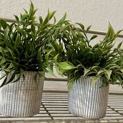 Small Plants