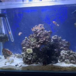 Salt Water Fish Tank 