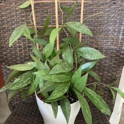 Hoya 