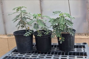 Velvet Leaf Senna