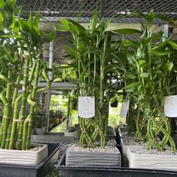 Lucky Bamboo In Ceramic Pot. SPECIAL PRICE 🤩