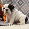 Franklin