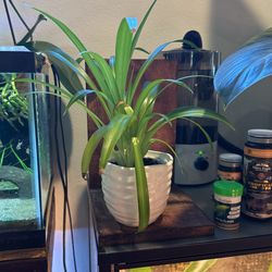 Spider Plant 4” Ceramic Pot