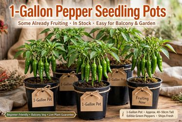 1-Gallon Pepper Seedling Pots