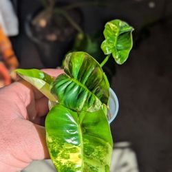 Variegated Philodendron burle-marxii 