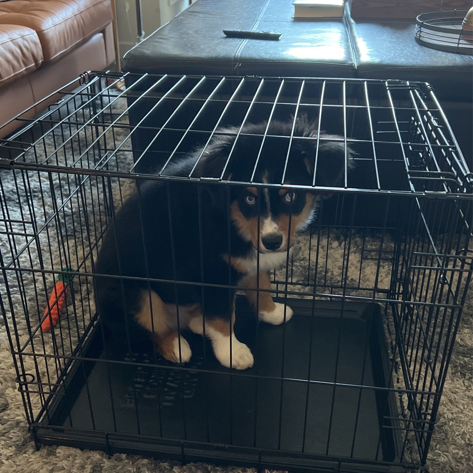 Small Dog Crate 