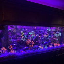 300g Large Aquarium