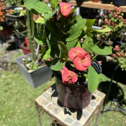 corona de cristo 