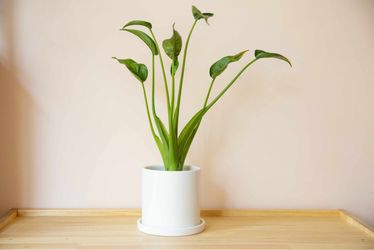 Alocasia Tiny Dancer