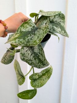 Scindapsus Pictus Exotica Silver Satin Pothos Plant 4" Pot - Indoor House Plants
