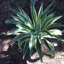 AGAVE DESMETTIANA 'VARIEGATA. Variegated  Smooth Agave . Beautiful Plant . No Maintenance . Large I Also Have Smaller And Different Variate 