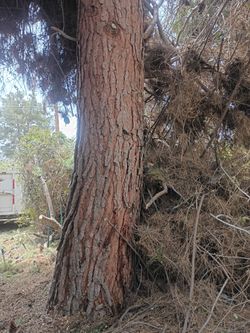 Logs for free pine tree only pick up if you want us to drop it off we will need gas money