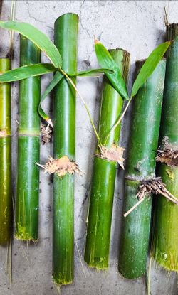 Japanese Bamboo Cuttings 🎋