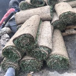 fresh sod 