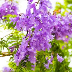 Jacaranda Planta 1gallon 