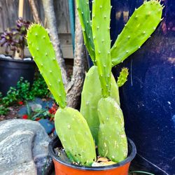 Spineless Opuntia Prickly Pear Cactus 🌵