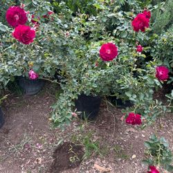 Roses Plants $15 Each