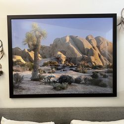 Joshua Tree Photo Framed 